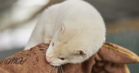 Koronawirus. Służby weterynaryjne mają badać norki. Na razie zbadały jedną