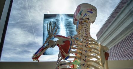 Powtórka z biologii. Czy wiesz, w której części ciała znajdują się te kości?