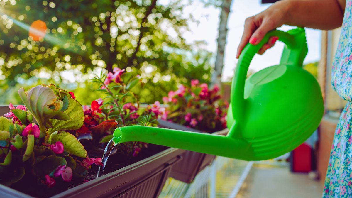 Ten płynny domowy kompost to mój sekret pięknych kwiatów 