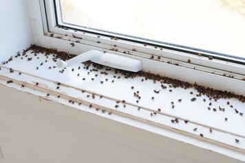Jesienią wchodzą do mieszkań całymi grupami. Potrafią być naprawdę uciążliwe