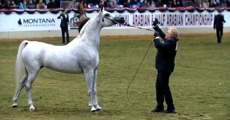 Pride of Poland 2020. Aukcja w Janowie Podlaskim przyniosła 1,6 mln euro wpływów