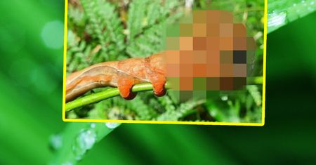 Gigantyczna larwa z "ludzką twarzą". Zdjęcia mrożą krew w żyłach