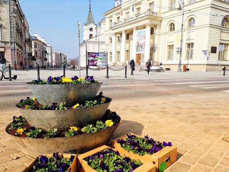 Bratki na Placu Łokietka
