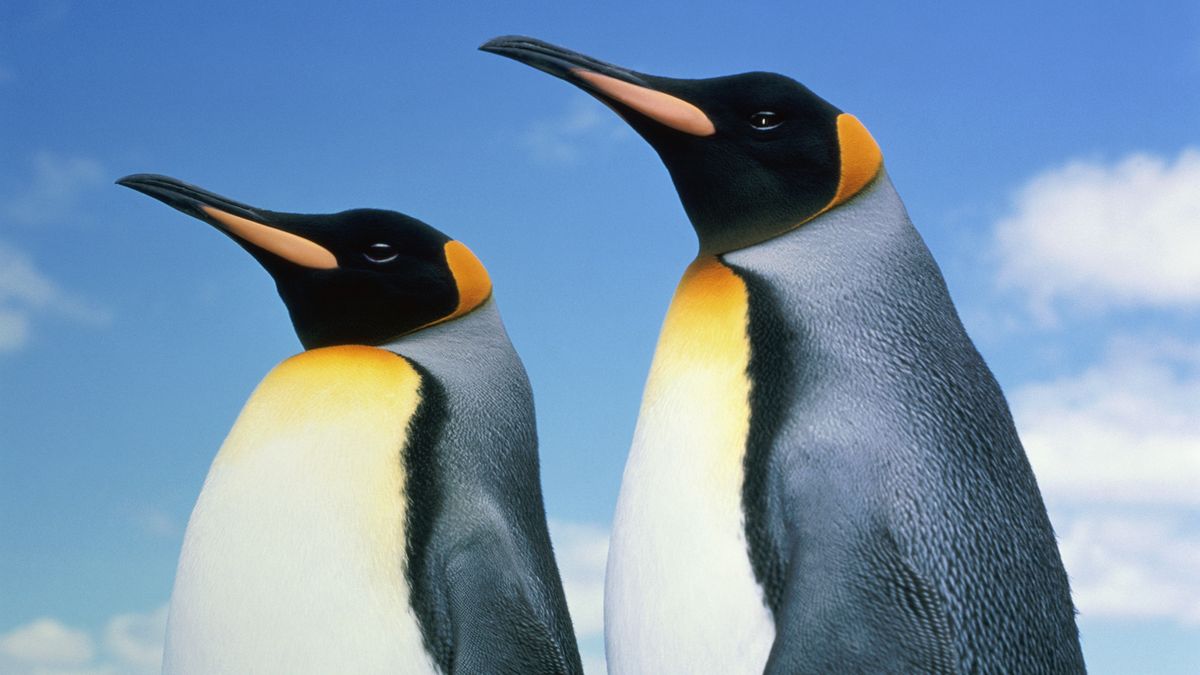 Dzioby pingwinów były niegdyś dłuższe