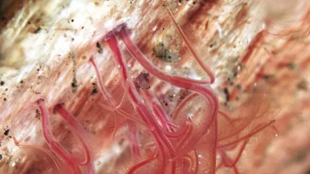 Robaki zombie (Osedax)