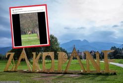 Chwile grozy w Zakopanem. Łania zaatakowała dziecko