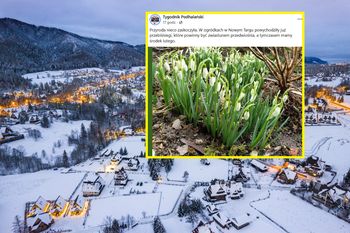 Już się pojawiły. "Przyroda nieco zaskoczyła"