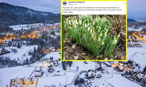 Już się pojawiły. "Przyroda nieco zaskoczyła"