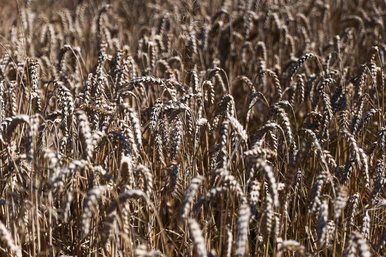 Ceny produktów rolnych nieco hamują. Są najnowsze dane