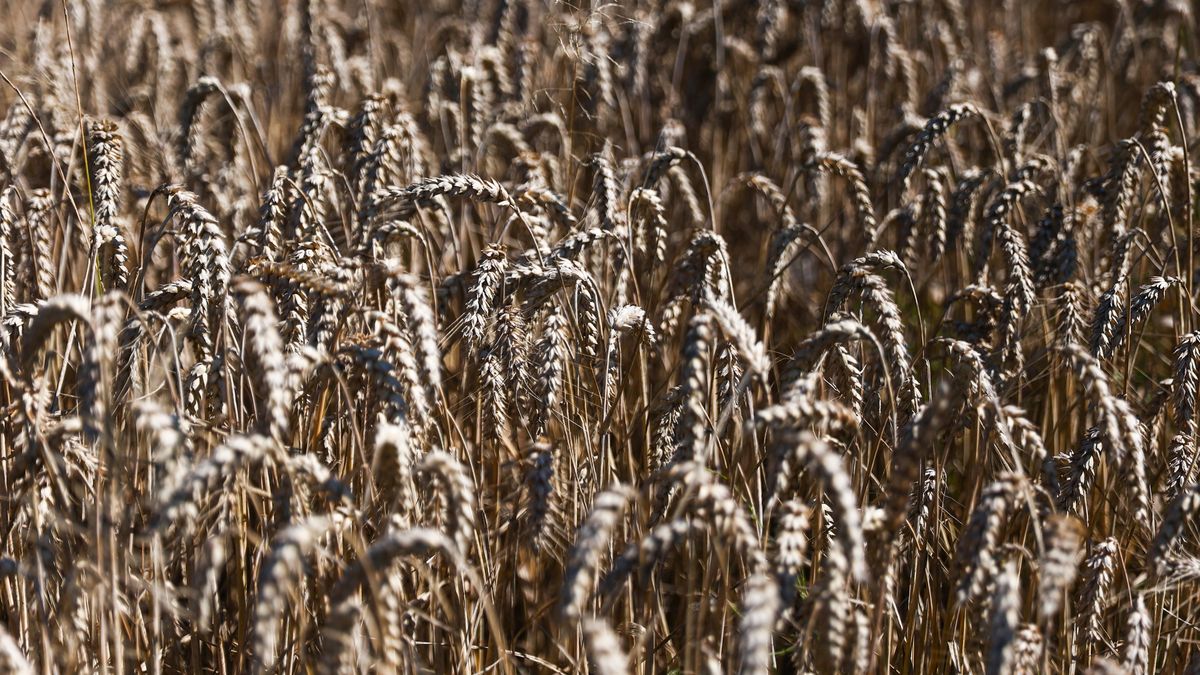 Wheat In PolandA field of wheat in Lesser Poland voivodeship in Poland on August 5, 2022. (Photo by Jakub Porzycki/NurPhoto via Getty Images)NurPhotoagricultural, agroculture, cereal, farming, field, lesser poland voivodeship, photo
