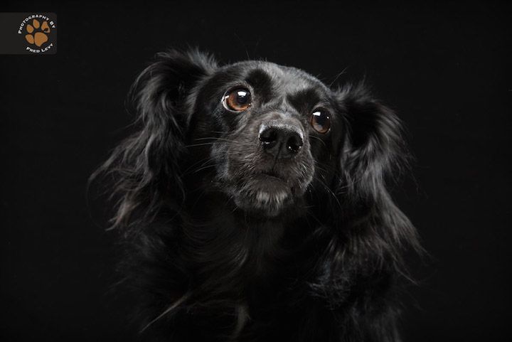 Czarne psy na czarnym tle. Piękne portrety