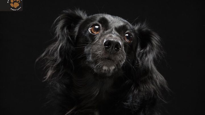 Czarne psy na czarnym tle. Piękne portrety 1