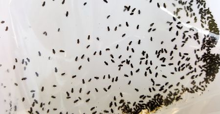 Wyłap, zanim złożą jaja w domu. Inaczej będą ich tysiące
