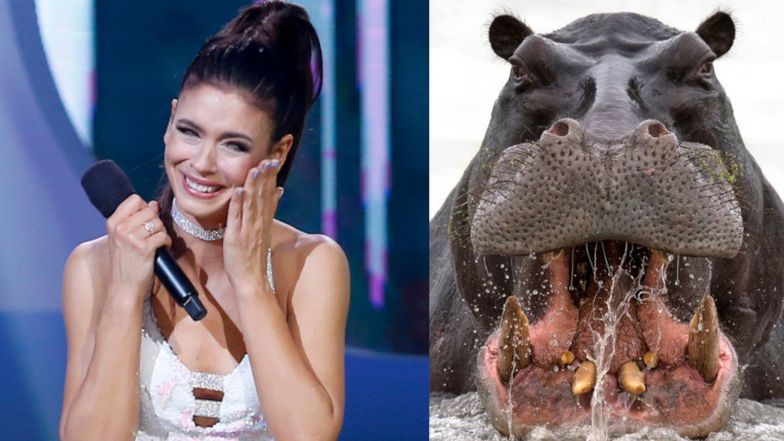 Klaudia Halejcio prezentuje ciążowy brzuszek i przyrównuje się do hipopotama