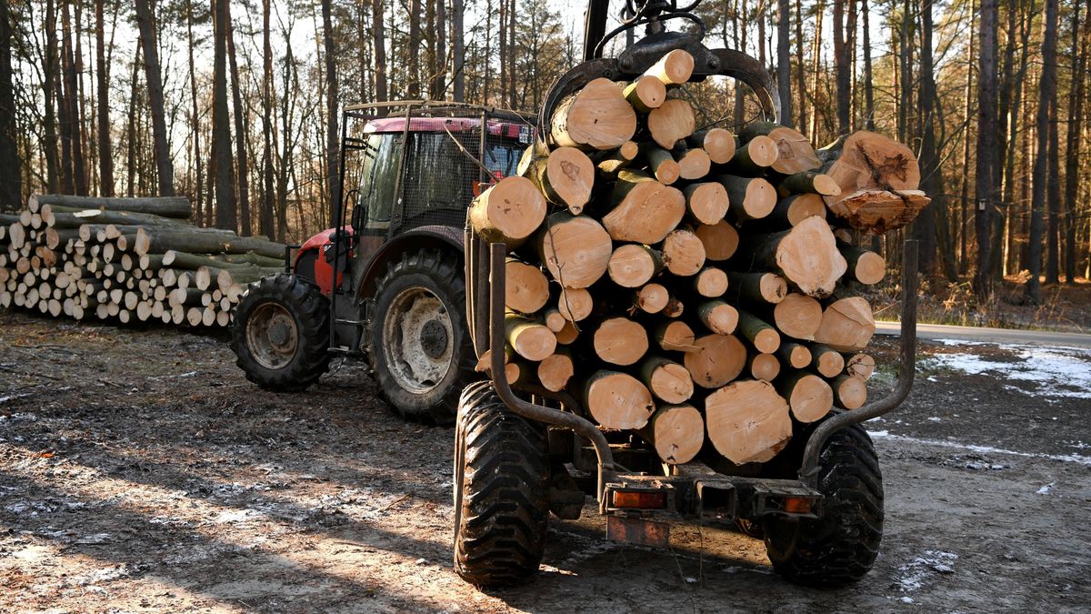 pozyskanie drewnaDarek Delmanowiczdrewna, drewno, drzewo, las, lasy pa�stwowe, BINARY<(7) bytes>, lubacz�w, BINARY<(12) bytes>, pilarz, pi�a, pozyskanie