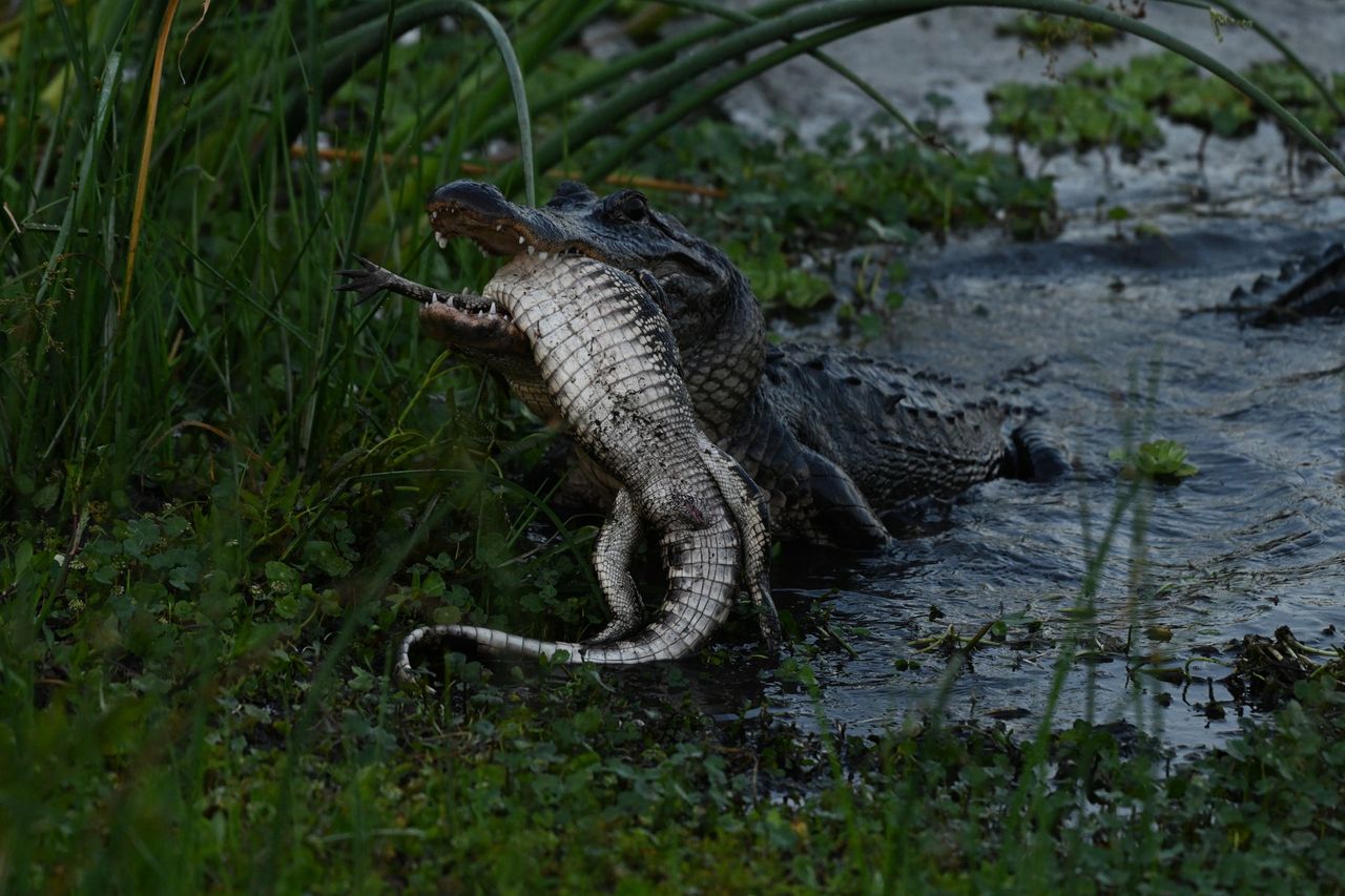 Duży aligator missisipski zjada mniejszego.