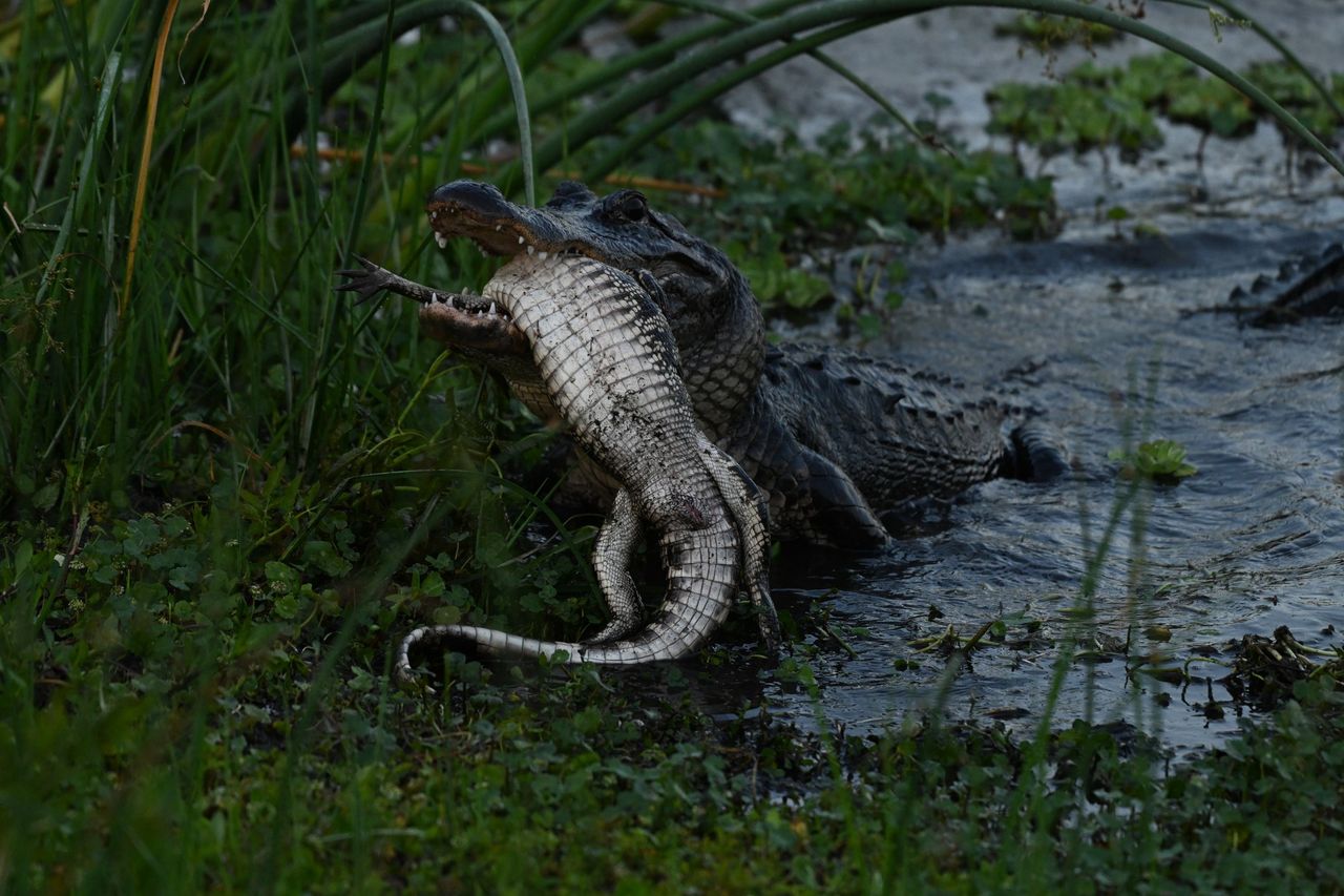 Aligator kanibal na zdjęciach. Taka sytuacja nie zdarza się często