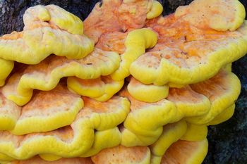 Wielu na widok tego grzyba aż zaciera ręce. Smakuje jak kurczak, ale źle przygotowany może zaszkodzić