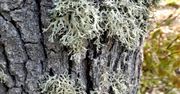 Spotkałeś takie porosty na drzewach? Sprawdź co oznaczają