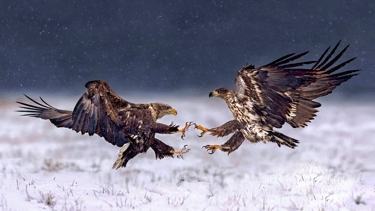 Xavier Ortega fotografuje zwierzęta z całego świata. W Kutnie spotkał orły bieliki 1