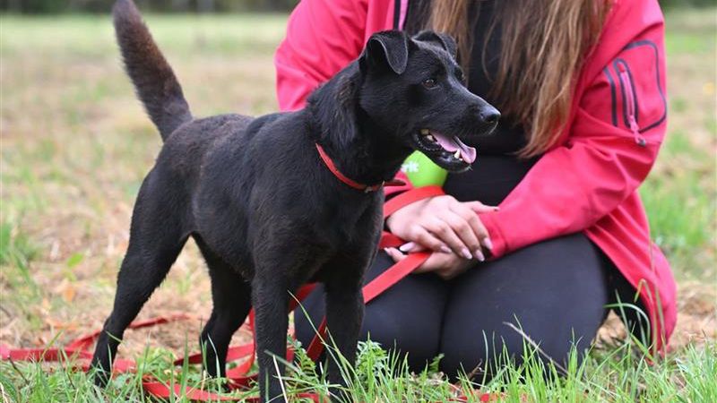 Suczka Dronka szuka domu