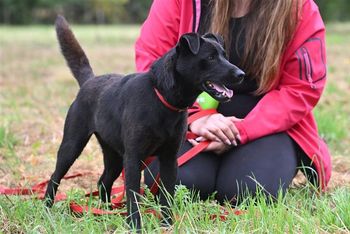 Stalowa Wola: Fundacja Kocia Wyspa zachęca do adopcji suczki Dronki