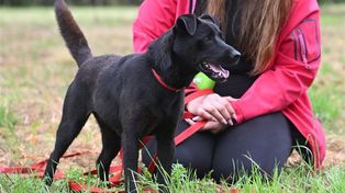 Stalowa Wola: Fundacja Kocia Wyspa zachęca do adopcji suczki Dronki