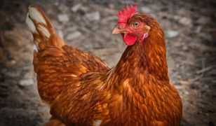 Śląskie. Ognisko ptasiej grypy w Wieszowej. Trzeba zutylizować kilkadziesiąt tysięcy drobiu