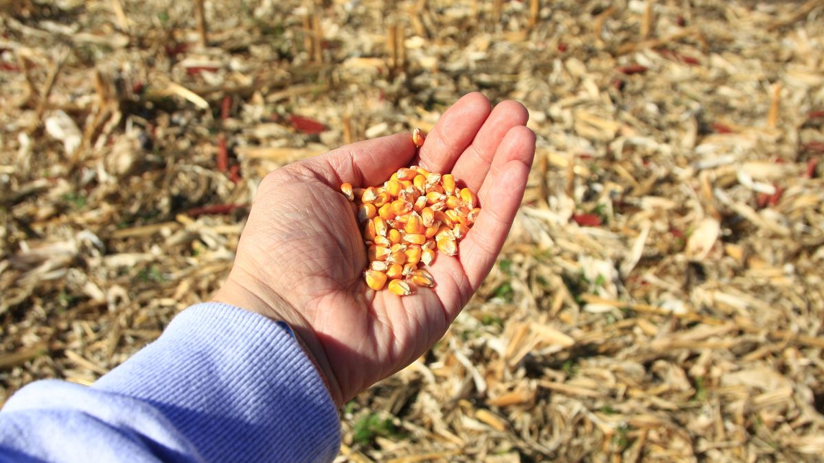 kukurydza, pole, rolnictwo, upraw, ziarno, ziarna, zbiory