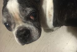 Wrocław. Jednym głosem przeciwko hałasom petard. "Nie strzelaj, prosimy"