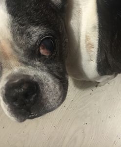 Wrocław. Jednym głosem przeciwko hałasom petard. "Nie strzelaj, prosimy"