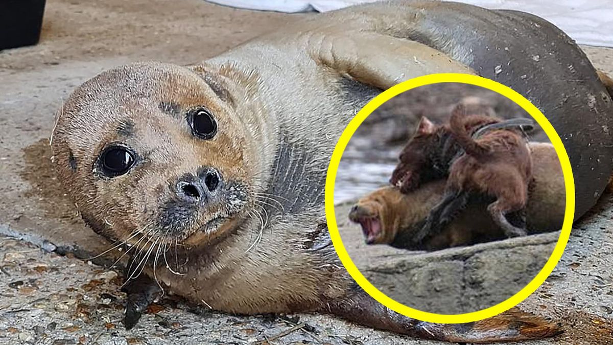 Wylegująca się nad brzegiem Tamizy foka została brutalnie zaatakowana przez psa