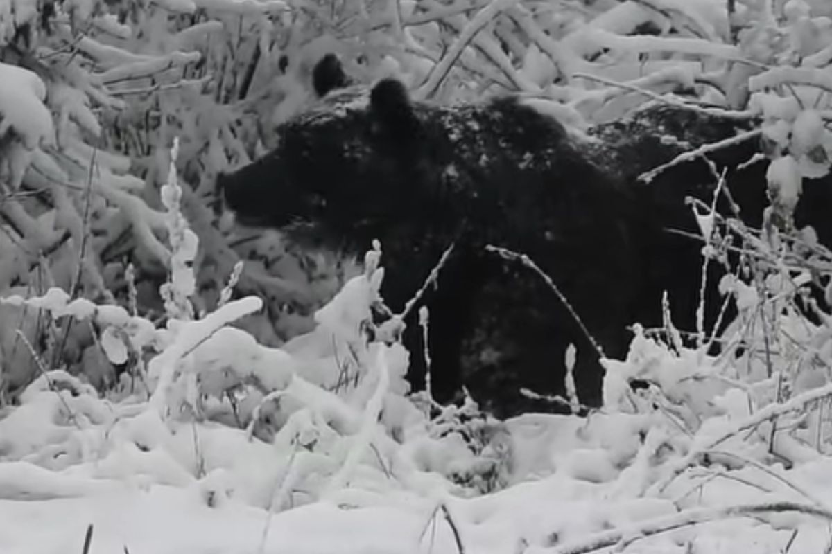 Dostrzegli go w Bieszczadach. "Czas spać"