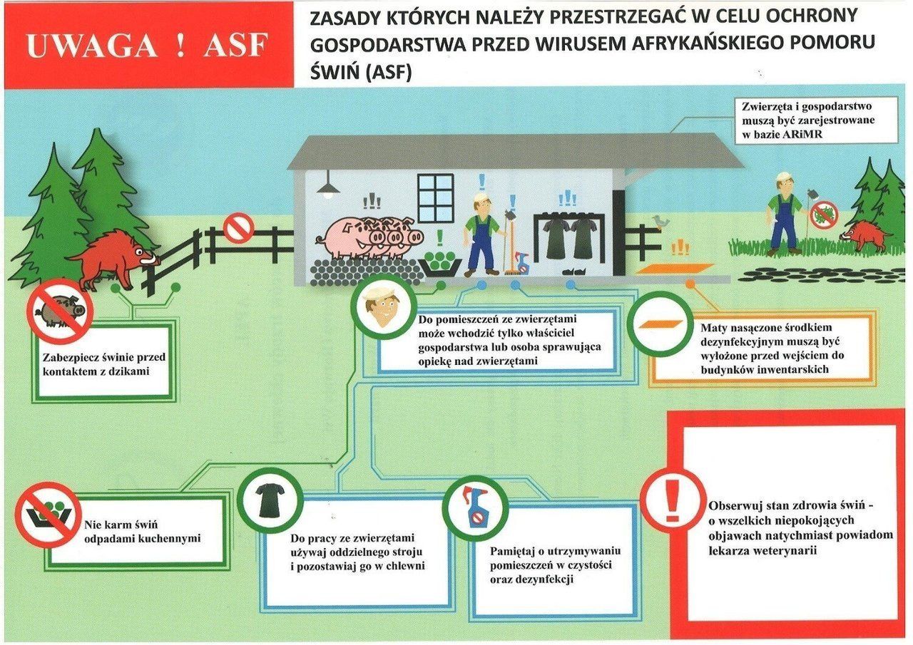 W Nowej Wsi Lęborskiej stwierdzono kolejny przypadek ASF