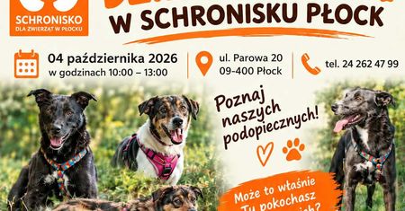 Poznaj podopiecznych płockiego schroniska. Dzień otwarty już 4 października