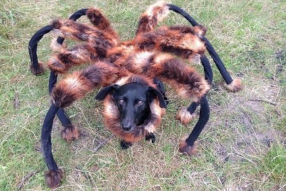 Atak zmutowanego psa pająka! SA Wardęga i nowy, przerażający potwór
