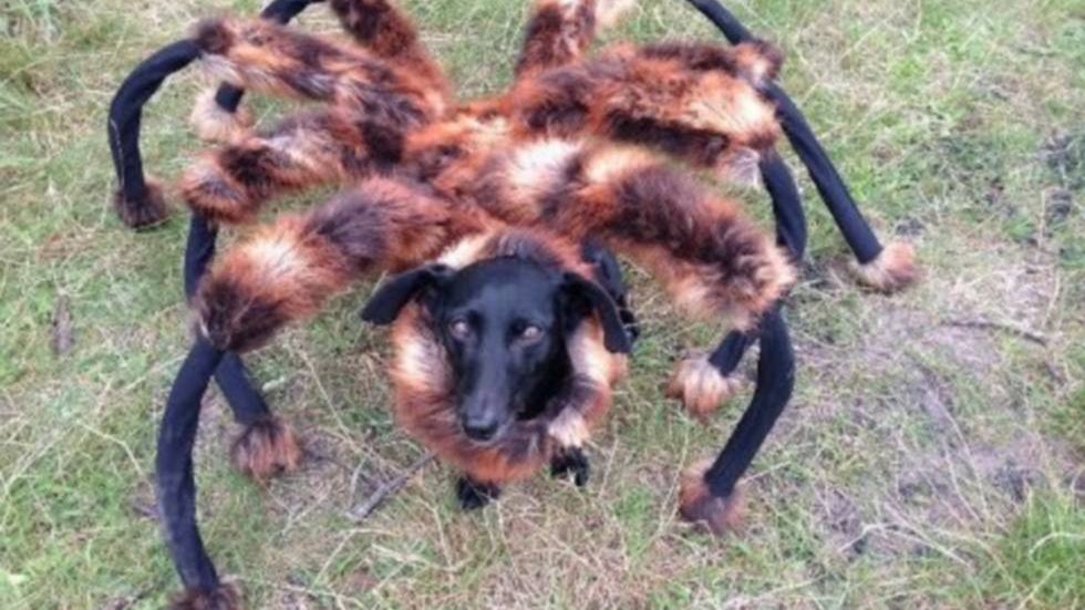 Atak zmutowanego psa pająka! SA Wardęga i nowy, przerażający potwór 1