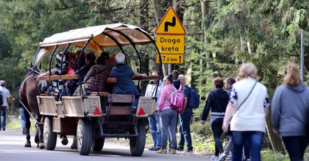 Ochrona zwierząt. Posłowie chcą zakazu używania koni do transportu turystów
