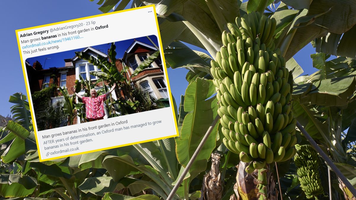 Mężczyzna z Oxfordu wyhodował przed domem banany. Zdj. ilustracyjne