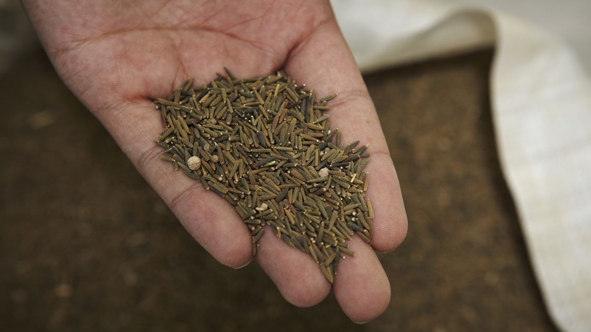 Chinese Uighur MedicineThe Cumin.Uighur people use it as a drug, usually used with other herbs.June 4,2012,the city of Kashgar,Xinjiang Uygur Autonomous Region,China.Xu Xiaolintradition:CB2, treatment:CB2, close-up view:CB2, one person:CB2, hands:CB2, illness:CB2, brown:CB2, medical practitioner:CB2, pharmaceutical factory:CB2, drug industry:CB2, medicinal herb:CB2, medical instrument:CB2, cheese:CB2, Uighurs:CB2, Islam:CB2, Islamic art:CB2, cumin:CB2, drugstore:CB2, traditional style:CB2, Kashi:CB2, Traditional Chinese Medicine:CB2, dry:CB1