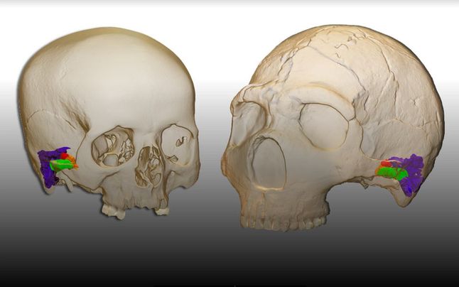 Kości ucha Homo sapiens (po lewej) i Homo neanderthalensis (po prawej)