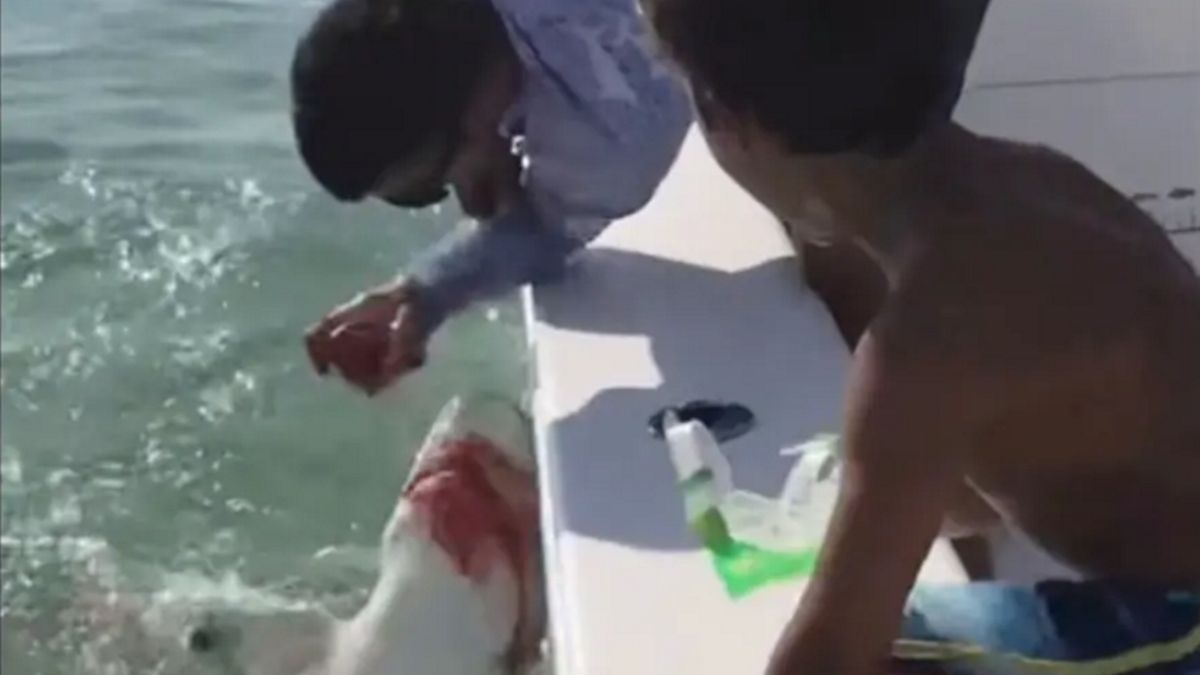 Rekin przeprowadził szybki atak