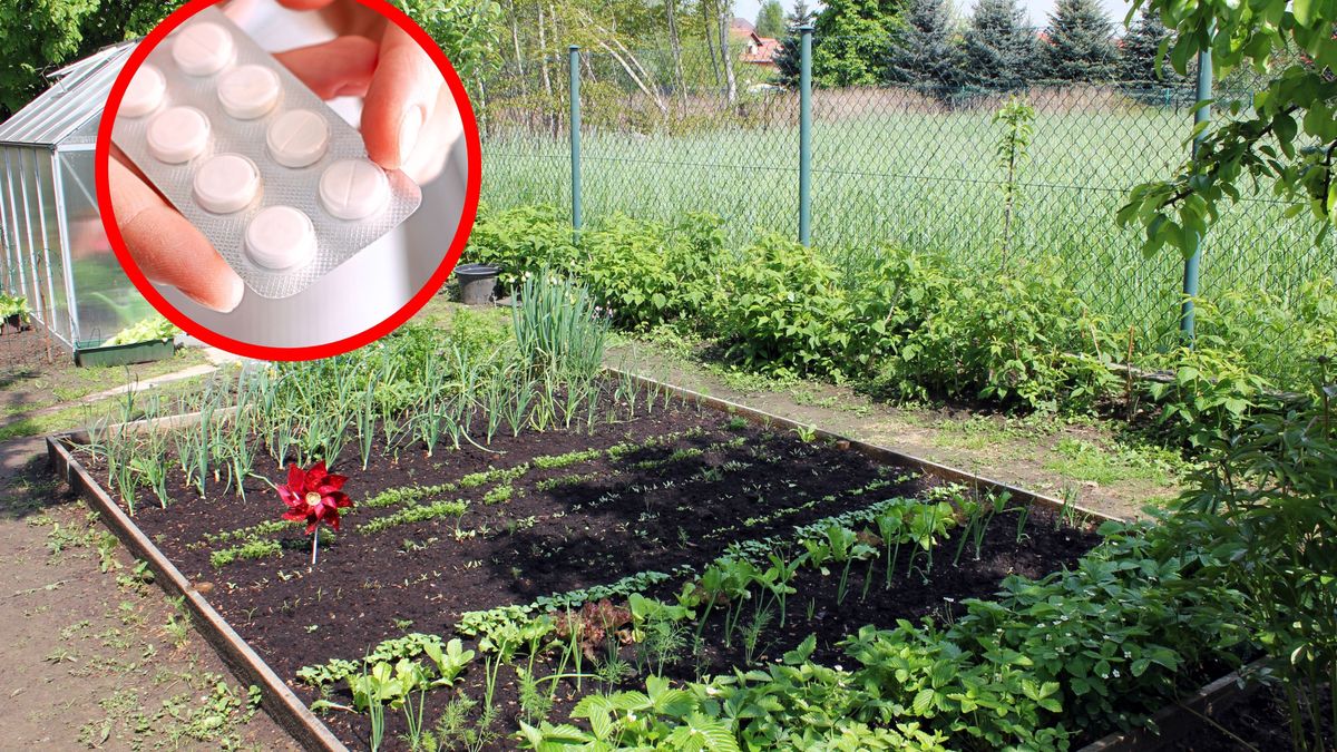 Zakop tabletki w ogródku. Potem sobie podziękujesz
