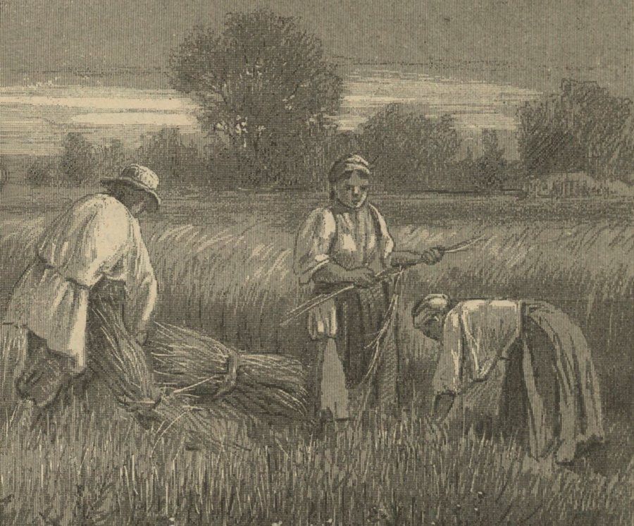 Chłopi uwijający się podczas żniw 