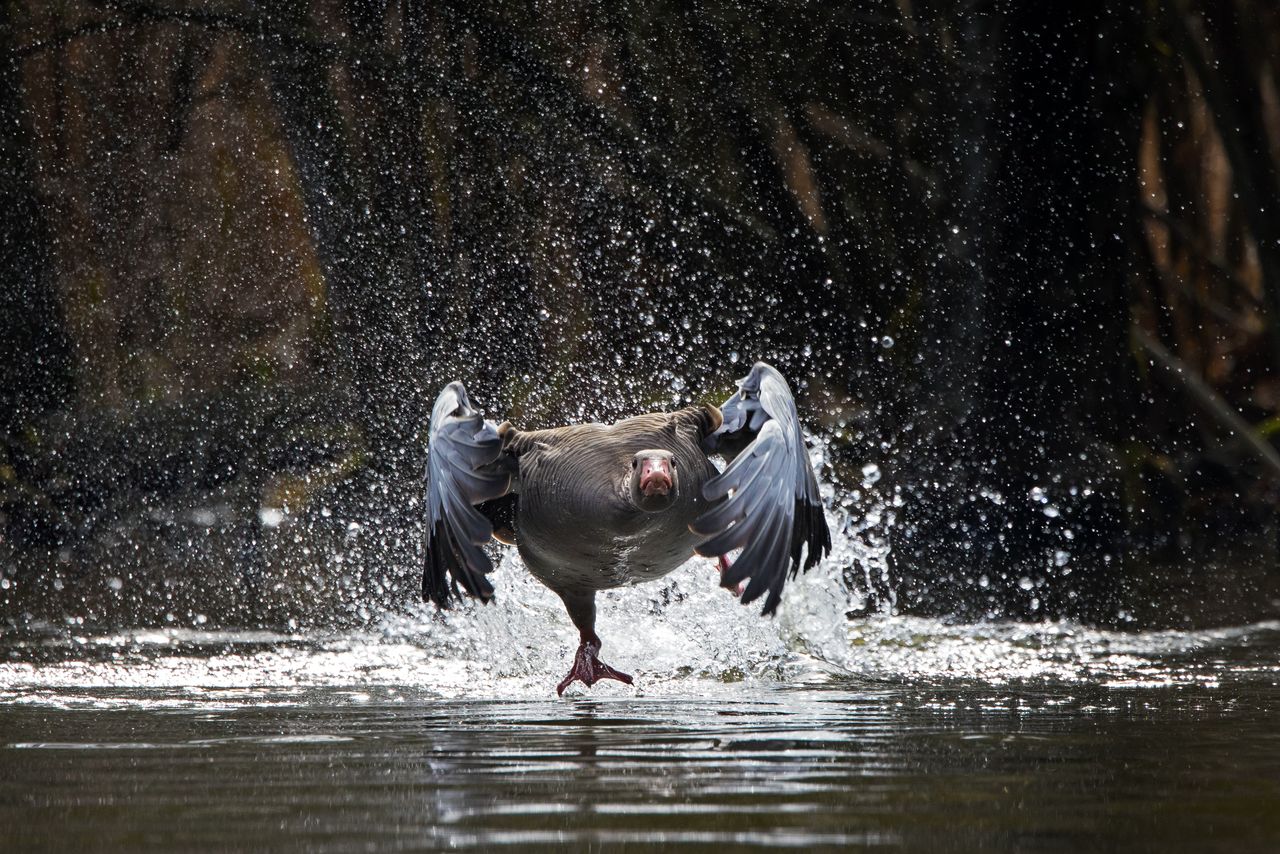 Odwaga, a nie agresja. Zaskakujące wyniki badań nad gęsiami