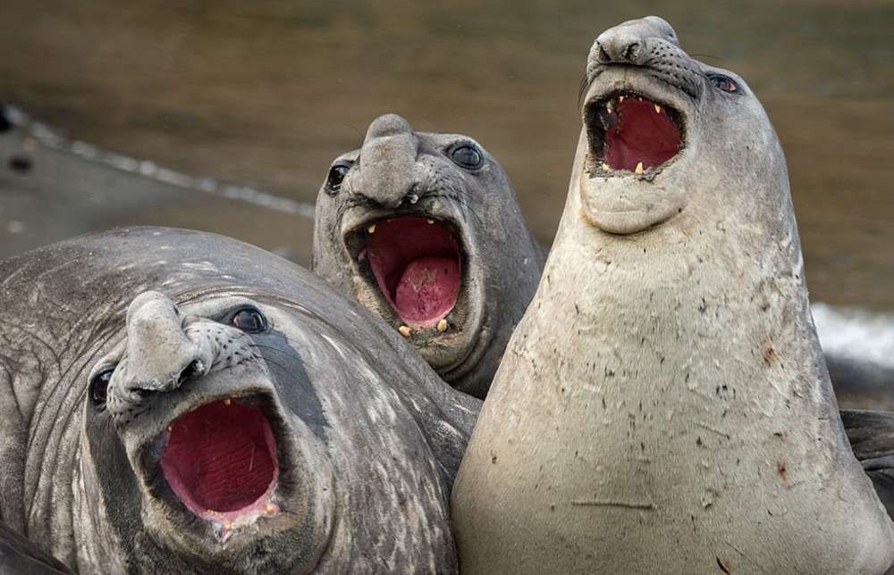 Dzikie zwierzęta wcale nie są takie straszne. Oto najzabawniejsze zdjęcia z konkursu Comedy Wildlife Photography Award 15