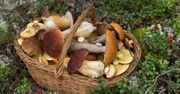Grzyby. W lasach jest ich pełno. Czytelnicy chwalą się koszami pełnymi grzybów