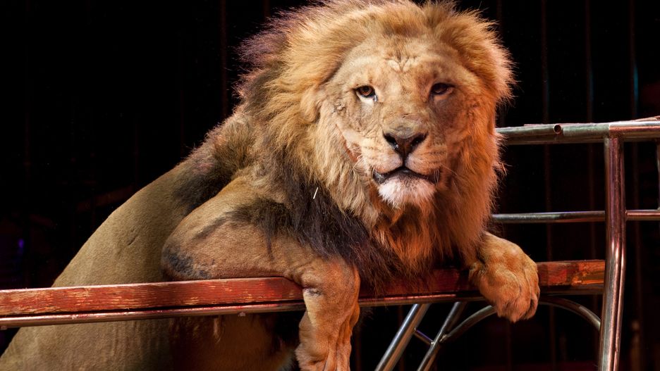Lwy w cyrku zbuntowały się przeciwko treserowi