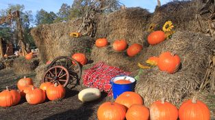 Józefów: Halloween na amerykańskiej farmie dyniowej. Całe rodziny bawiły się w Westernlandzie