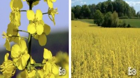 Pierwsze ogrody na księżycu już w 2012 3